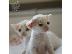 PoulaTo: Εκπληκτική selkirk rex!